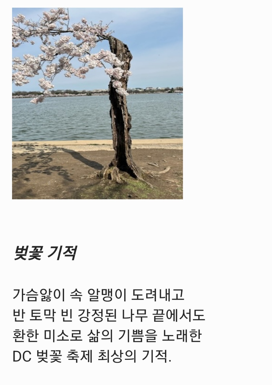 디카시_벗꽃기적.jpg