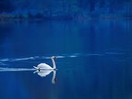 swan (259x194).jpg
